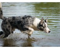 Notione GPS pet PLUS - 1363141 - zdjęcie 2